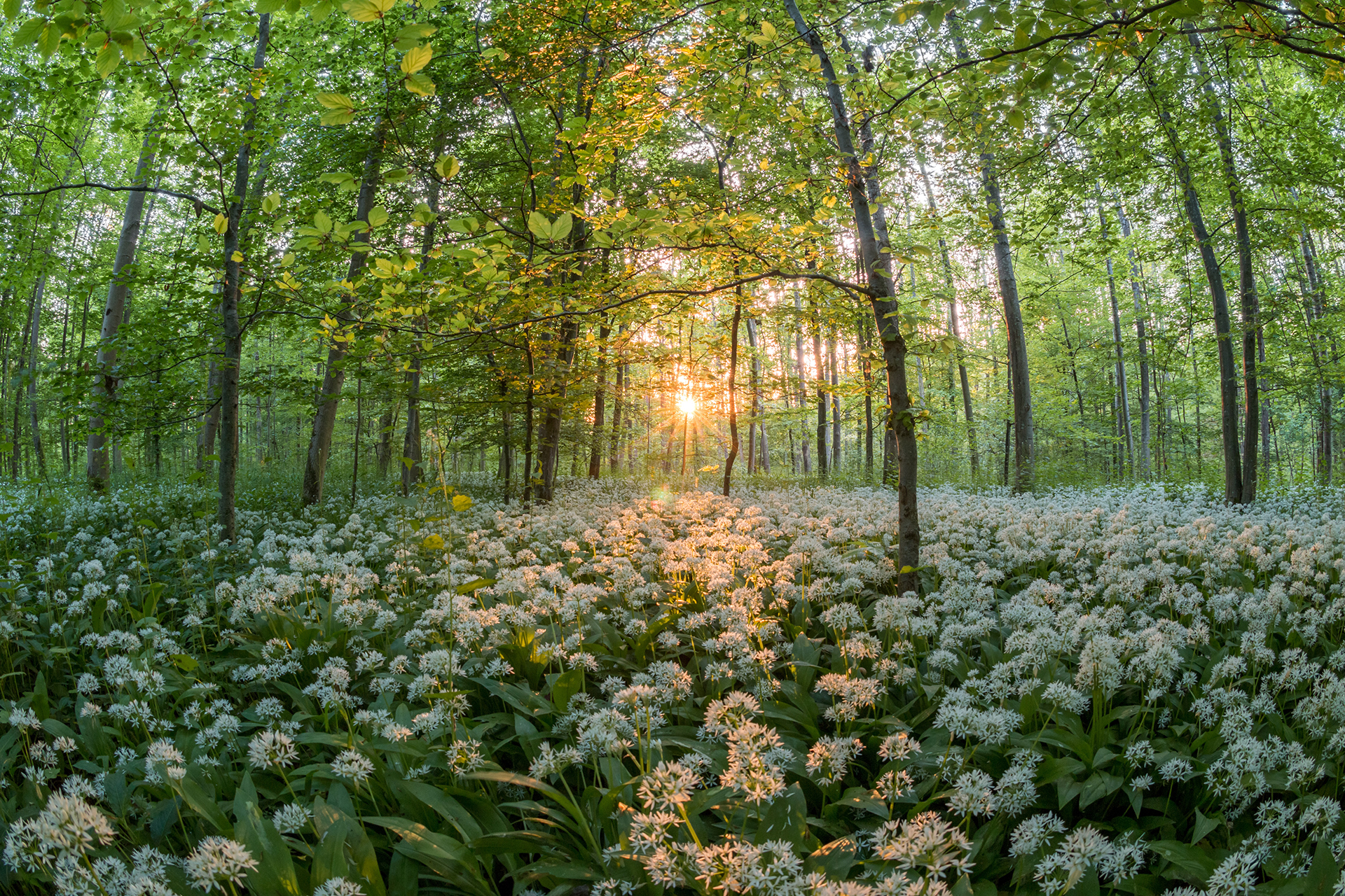 nature